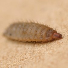 Hermetia Illucen larvae aka Black Soldier Fly Larvae