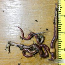 Eisenia Hortensis worms aka European Nightcrawlers