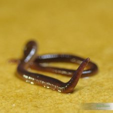 Perionyx Excavatus worms aka Blue Indian worms