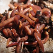 Eisenia Fetida worms aka Red Wigglers