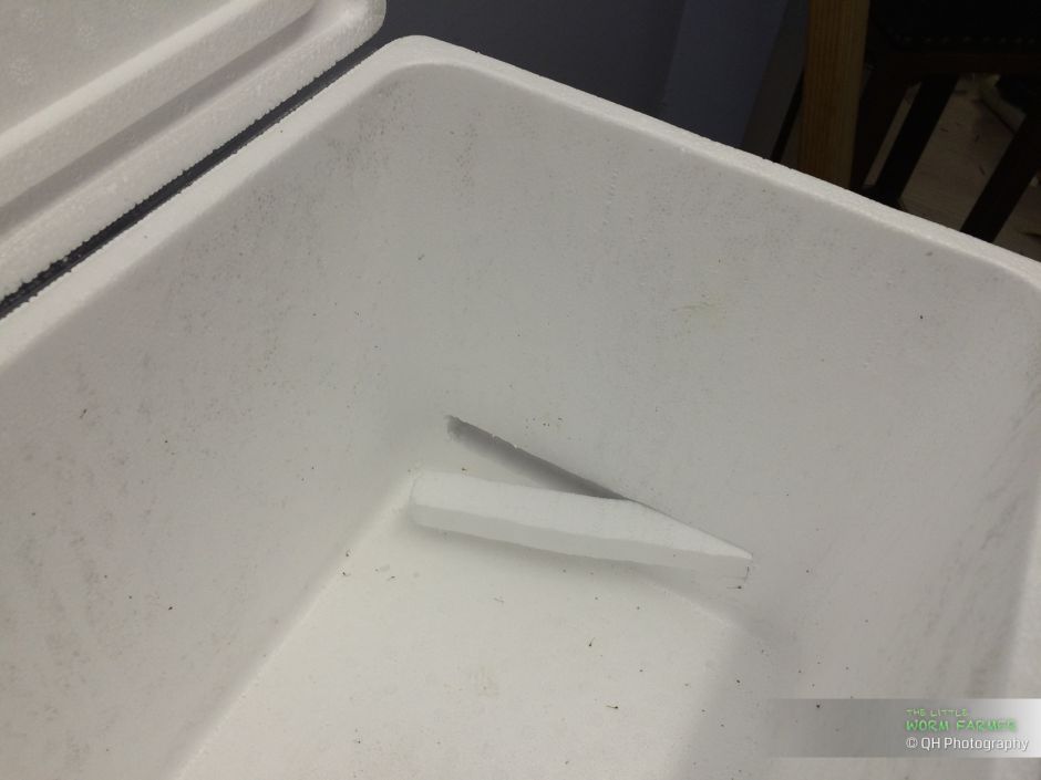 Cutting ventilation holes in a styrofoam worm bin