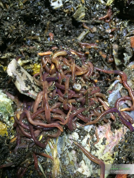 Worm Farming IMG_3424.jpg