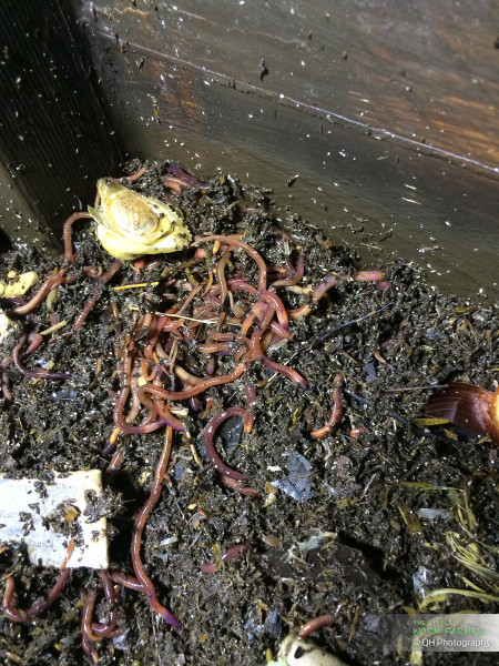 Worm Farming IMG_3420.jpg