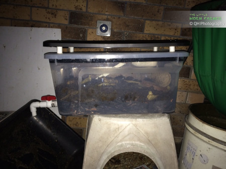 Homemade Black Soldier Fly Bin